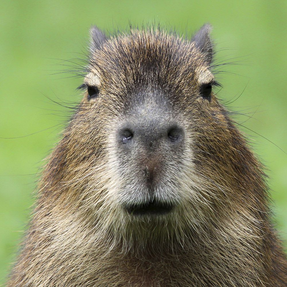 capybara